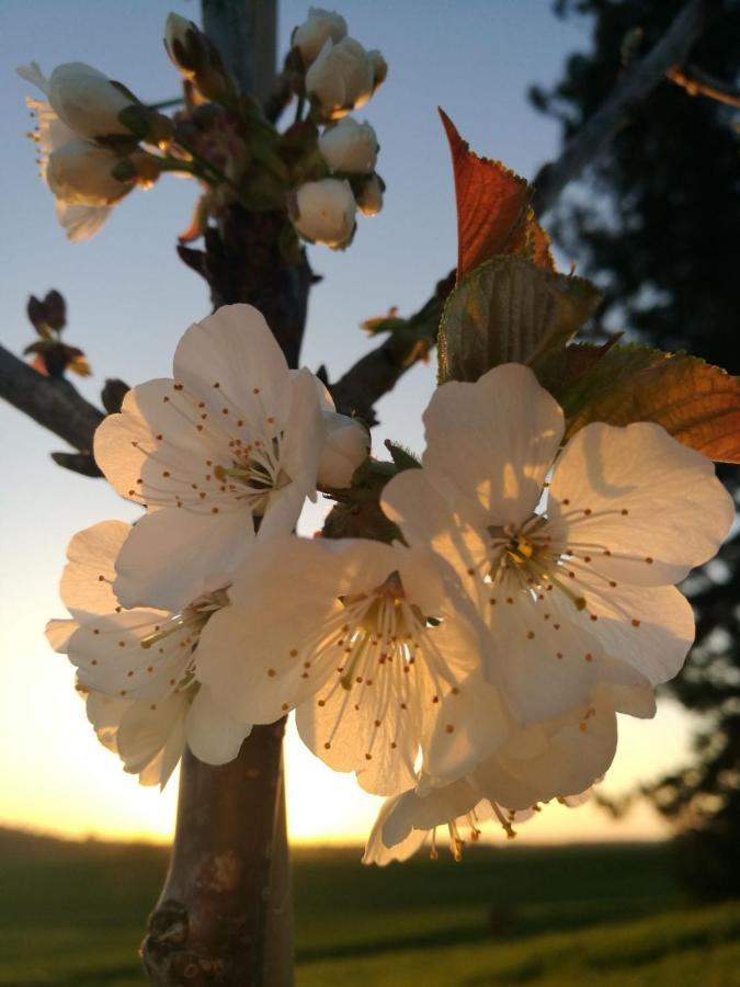 Béraut 메종 상-페 B&B 외부 사진
